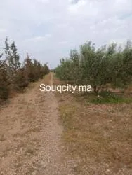 Ferm 8 hectares à vendre région rhamna - 2