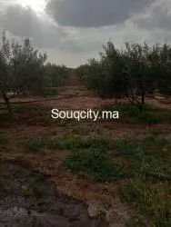 Ferm 8 hectares à vendre région rhamna - 4