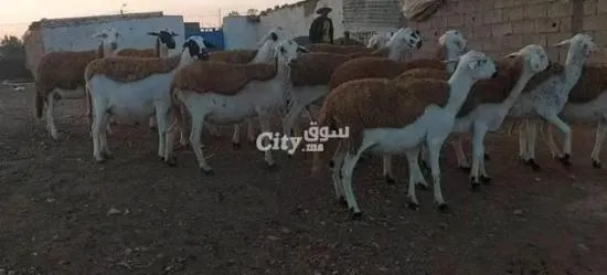 نعجة صردي للبيع تمن مناسب جدا