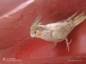 حي الرشاد زنقة 30 دار 41