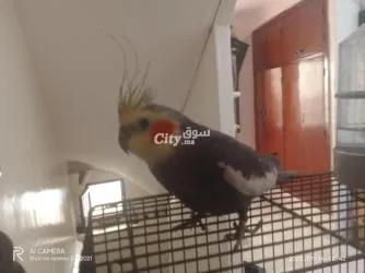 طائر الكالوبسيت مدريسي