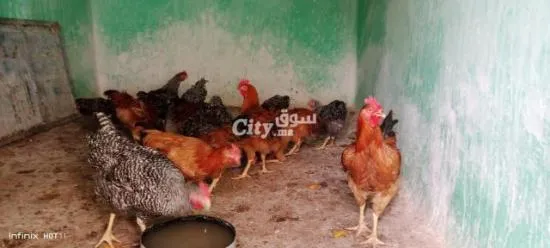 فرارج الكروازي