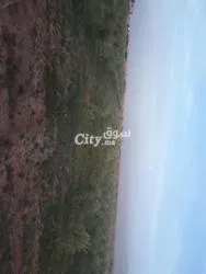 همزة لا تتعوض