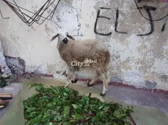 حولية صردية مليحة