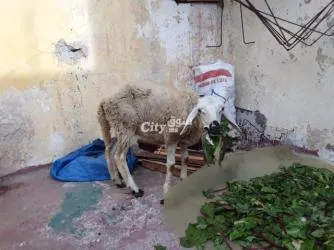 حولية صردية مليحة - 3