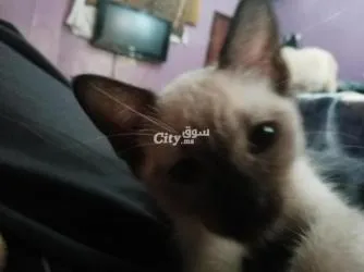 للبيع اربعه قطه سلاله سيامو
