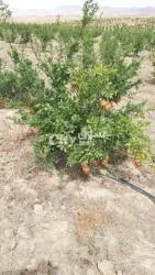 Ferme agricole moderne avec un potentiel immense