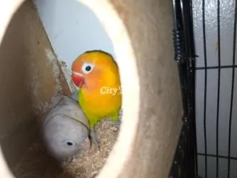 زوجين ببغاء فيشر