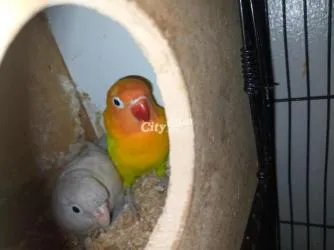 زوجين ببغاء فيشر - 2