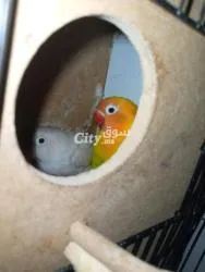 زوجين ببغاء فيشر - 3