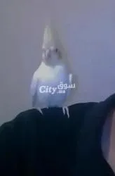 للبيع أنثى كوكتيل مدريسية+إبن كوكتيل+زوجين كوكتيل لديها 5 بيضات مخصبين مع قفز كبير و