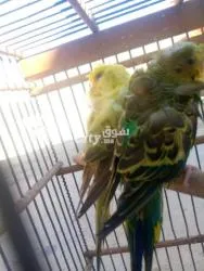 زوجين طيور الحب هوكو