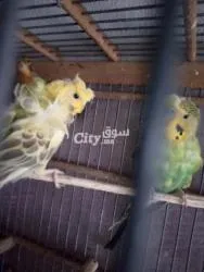 زوجين طيور الحب هوكو - 2