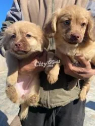 Petits chiot epagneul tibétain