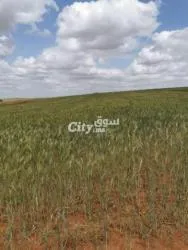 أرض فلاحية للبيع محفظة مساحتها 11 خدام بمدينة الخميسات العنوان هو سيدي علال المصدر ايت طلحة
