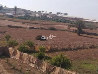 تن علي منصور سيدي بيبي