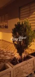 شقة للبيع بفراشها - 5