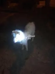 Chien - 2
