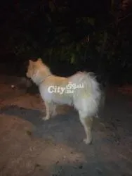 Chien - 3