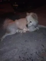 Chien - 4