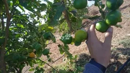 أرض فلاحية