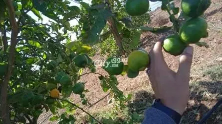 أرض فلاحية فيها الغرس سيطرون للبيع