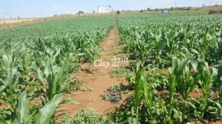 أرض فلاحية فيها الغرس للبيع - 3