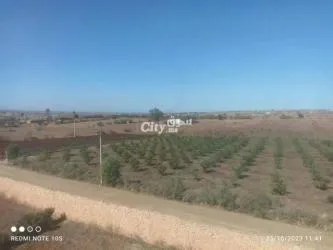 أرض فلاحية فيها الغرس للبيع - 4
