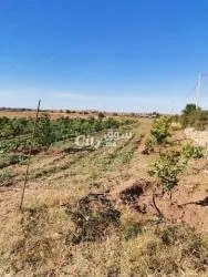 أرض فلاحية فيها الغرس للبيع - 6