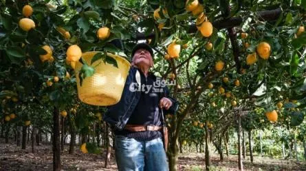 Distribution en grande quantité d'huile essentielle de citron italien - 2